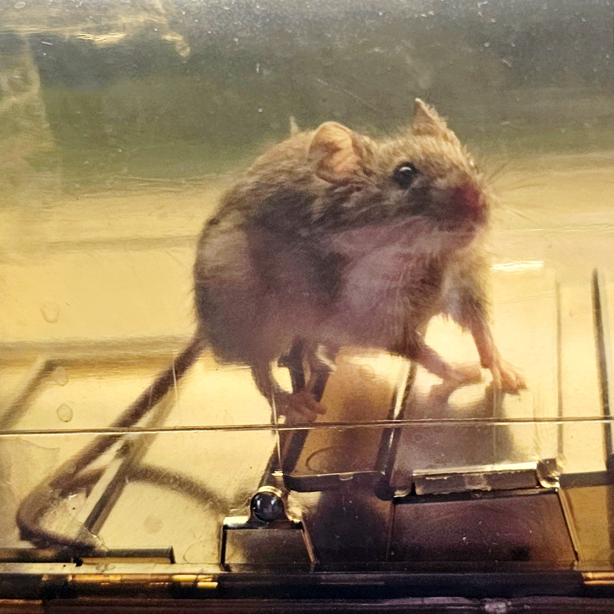 Мышь, пойманная при помощи гуманой мышеловки. Фото из личного архива 