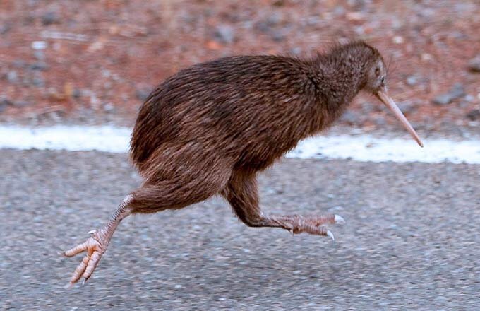 Киви - символ Новой Зеландии.