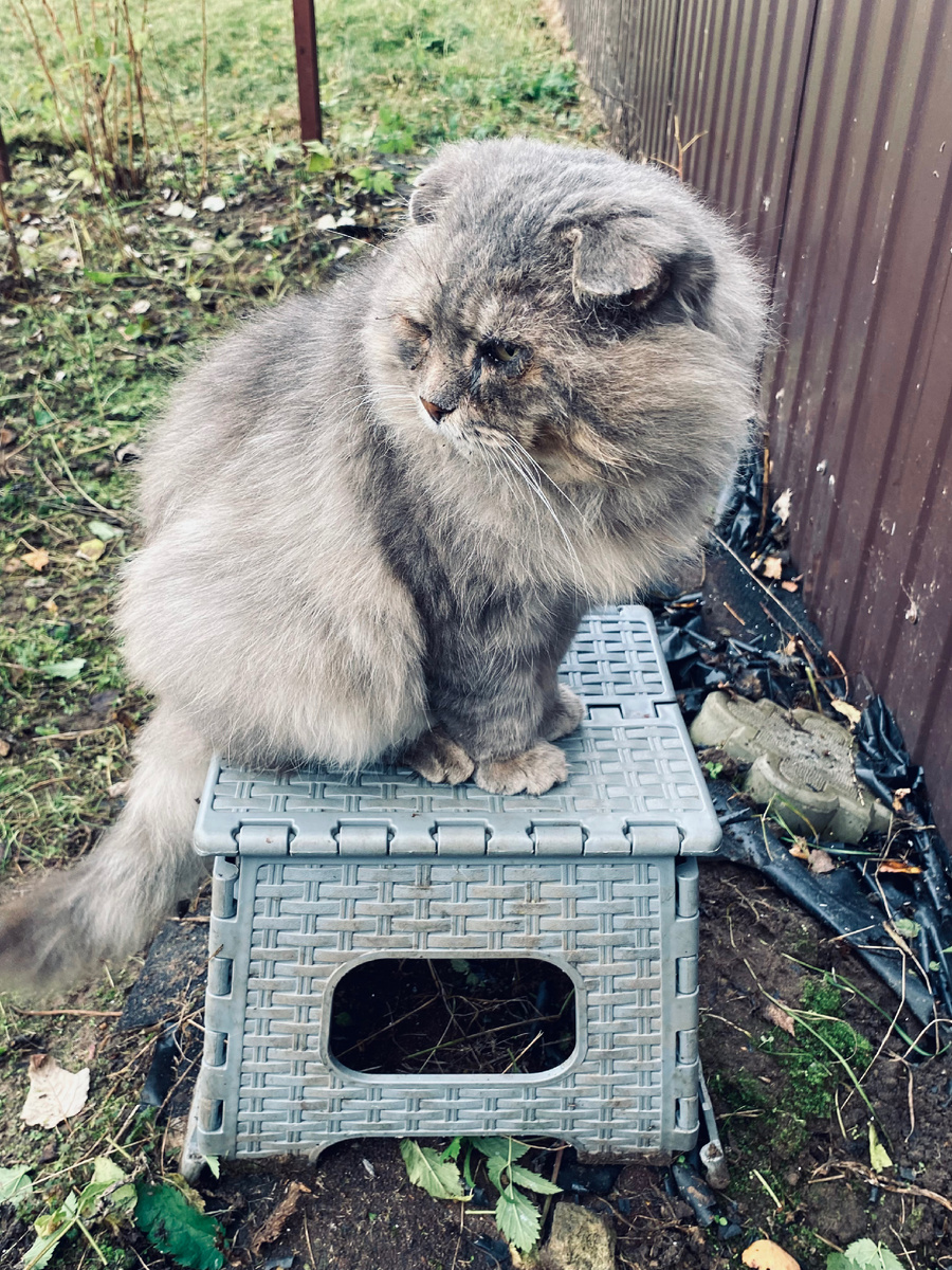 Прошлая осень, Филя помогает мне работать. Везде фото автора.