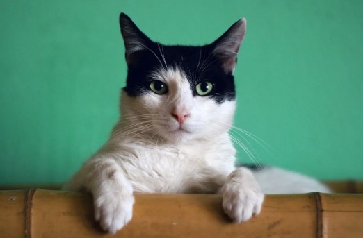 Фото взять с интернета