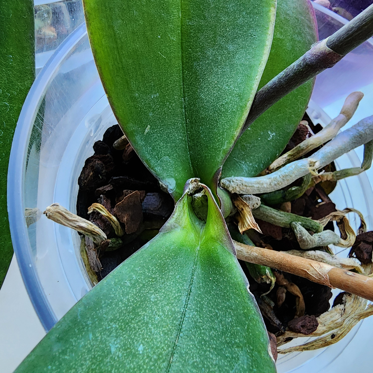 Эта вот совсем никакая