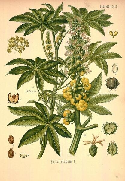    Ботаническая иллюстрация из книги Köhler's Medizinal-Pflanzen, 1887 г. Фото: общественное достояние