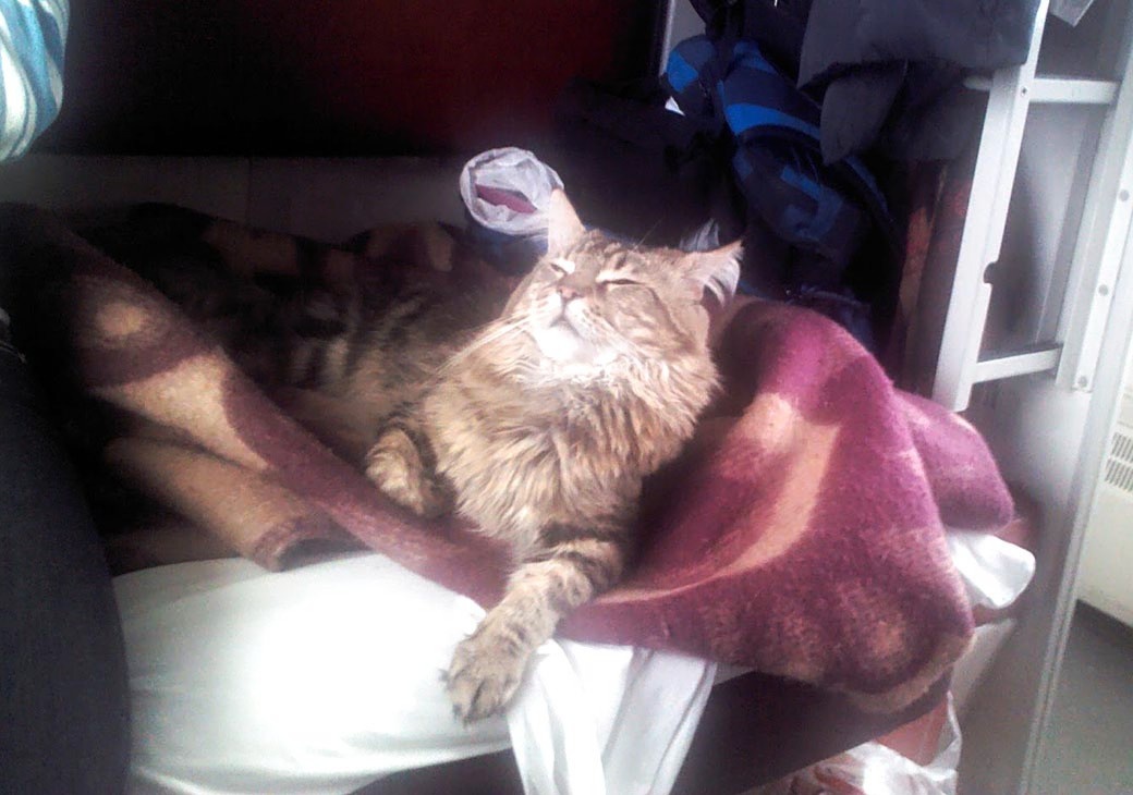 Что ж, согласен, кот оказался мягким и теплым. Место он занимал по-королевски, а я терпеливо превращался в мягкий коврик.
