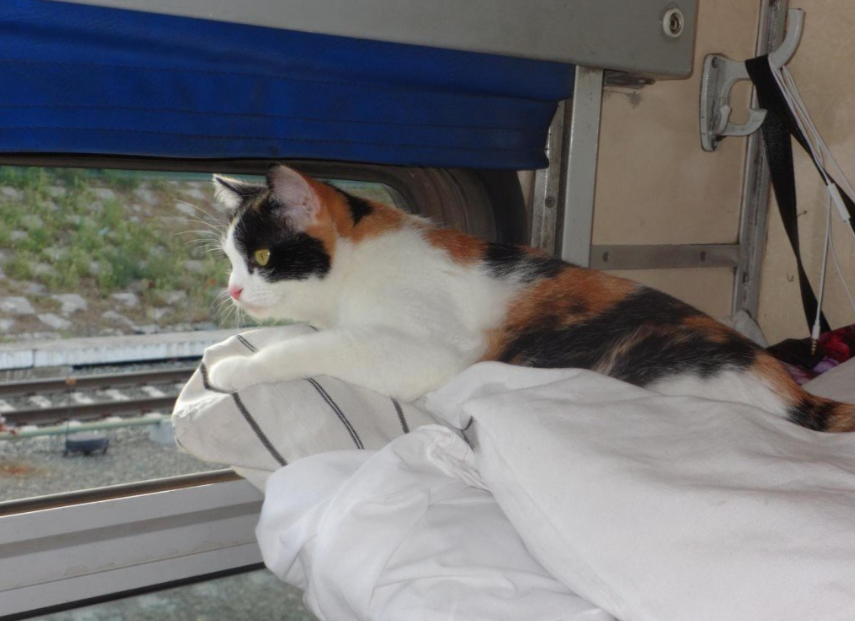 Я пожал плечами. «Ну что ж, дружить – дружить. Зверинец же у нас общий».