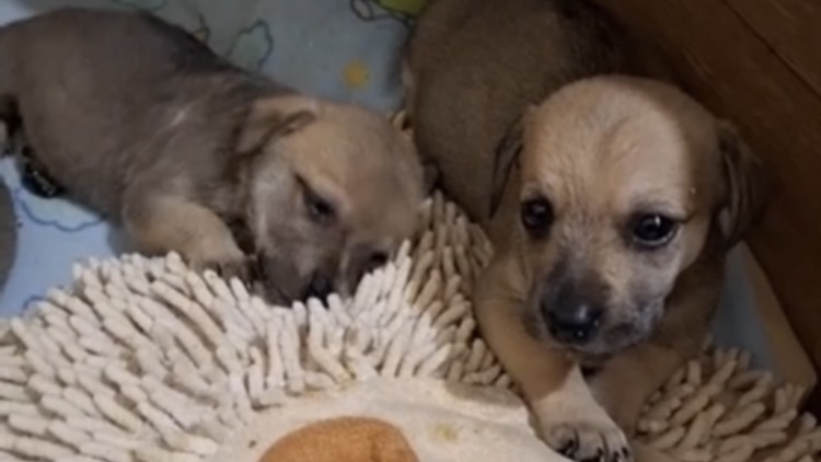 Собака ощенилась в приюте