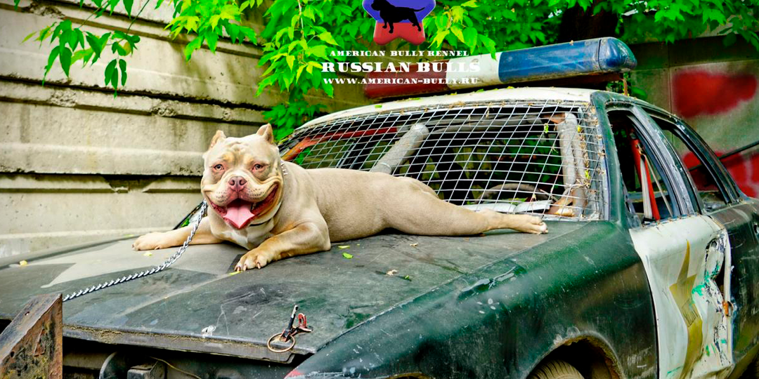 Вся Москва разыскивает эту собаку. Что случилось с американским булли Боссом.