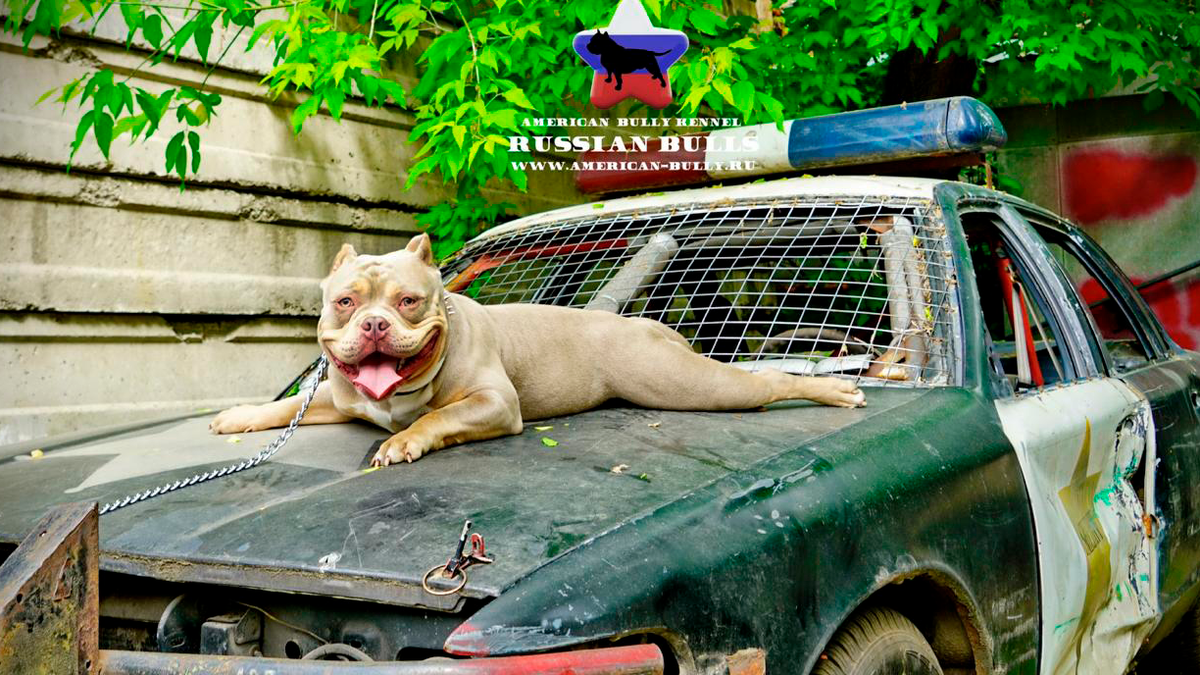 Потерявшийся Американский булли Босс на фотосессии