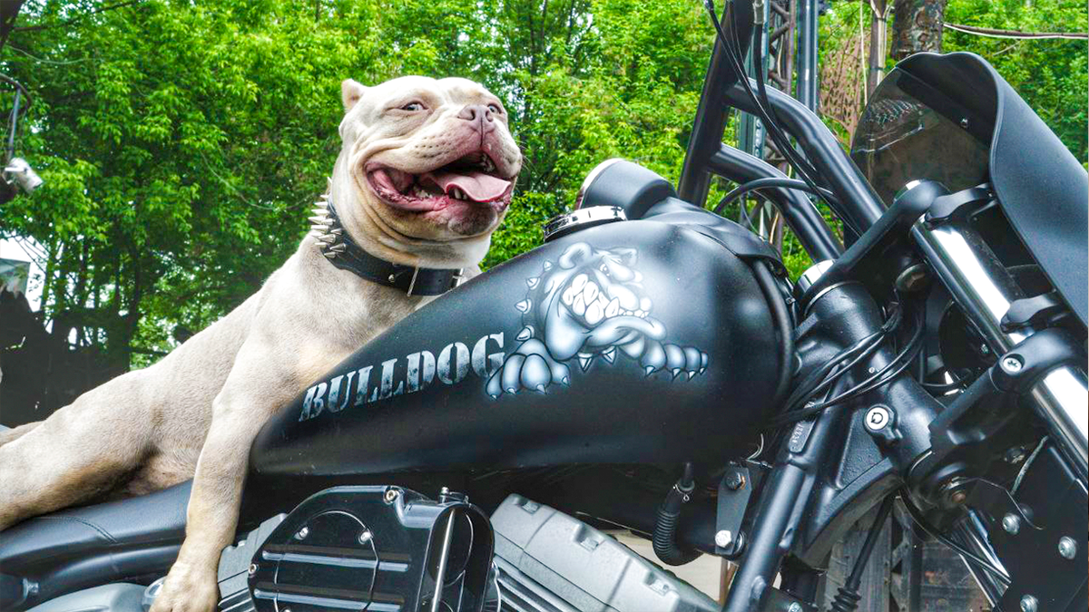 Американский булли Босс на мотоцикле хозяина