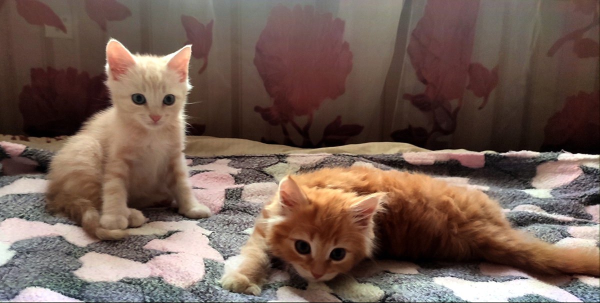 Персик и Кеша. Возраст примерно два месяца. 