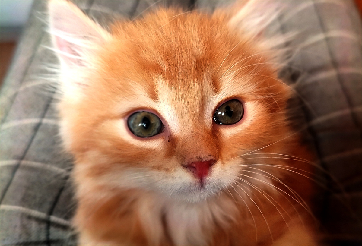 Вот вроде милый котик.... 