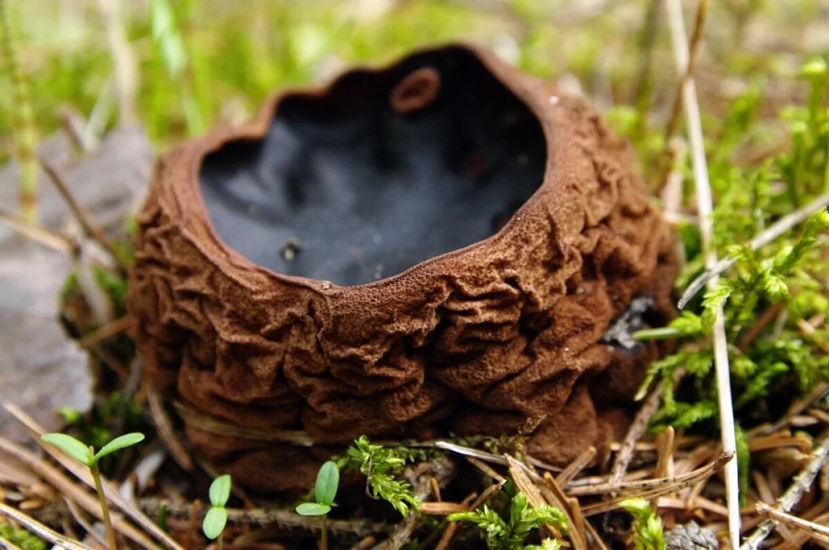    Миколог Харитонова рассказала о пользе молодильного гриба «ведьмин котел»