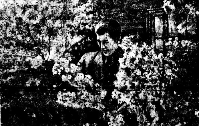 Редко кто, проходя по улице Ленина в Южно-Сахалинске, не остановится у дома № 118. Здесь во дворе дома любитель-садовод Василий Павлович Глотко, электромеханик управления железной дороги, в 1951 году заложил небольшой сад. В прошлом году садовод собрал первый урожай яблок. Сейчас в саду т. Глотко кроме яблонь растут 5 кустов вишни, смородина, клубника. НА СНИМКЕ: Василий Павлович Глотко в своём саду. Фото Григория СОКОЛОВА.