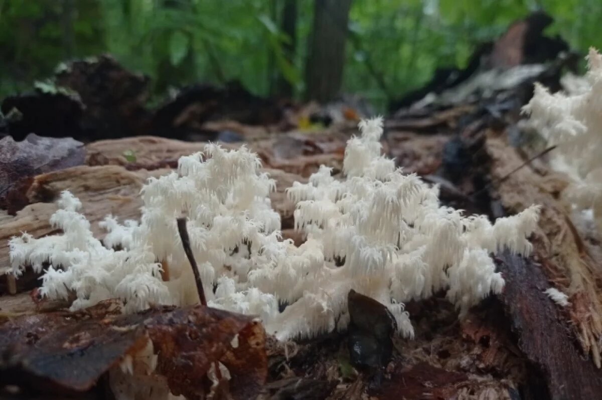    Миколог Харитонова назвала шесть «омолаживающих» грибов