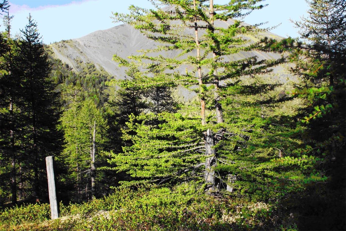 фото Миронов А.А.