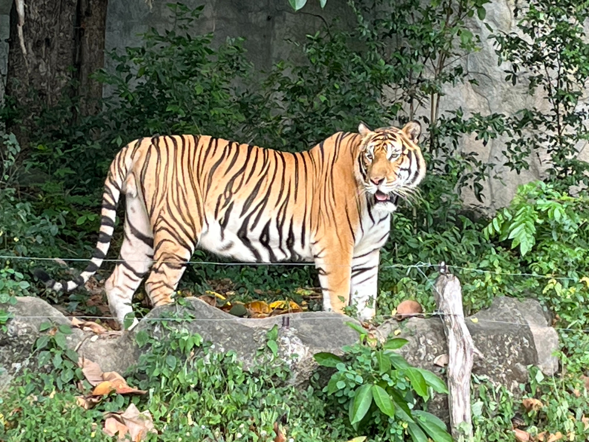 Тигр вышел посмотреть на папарацци