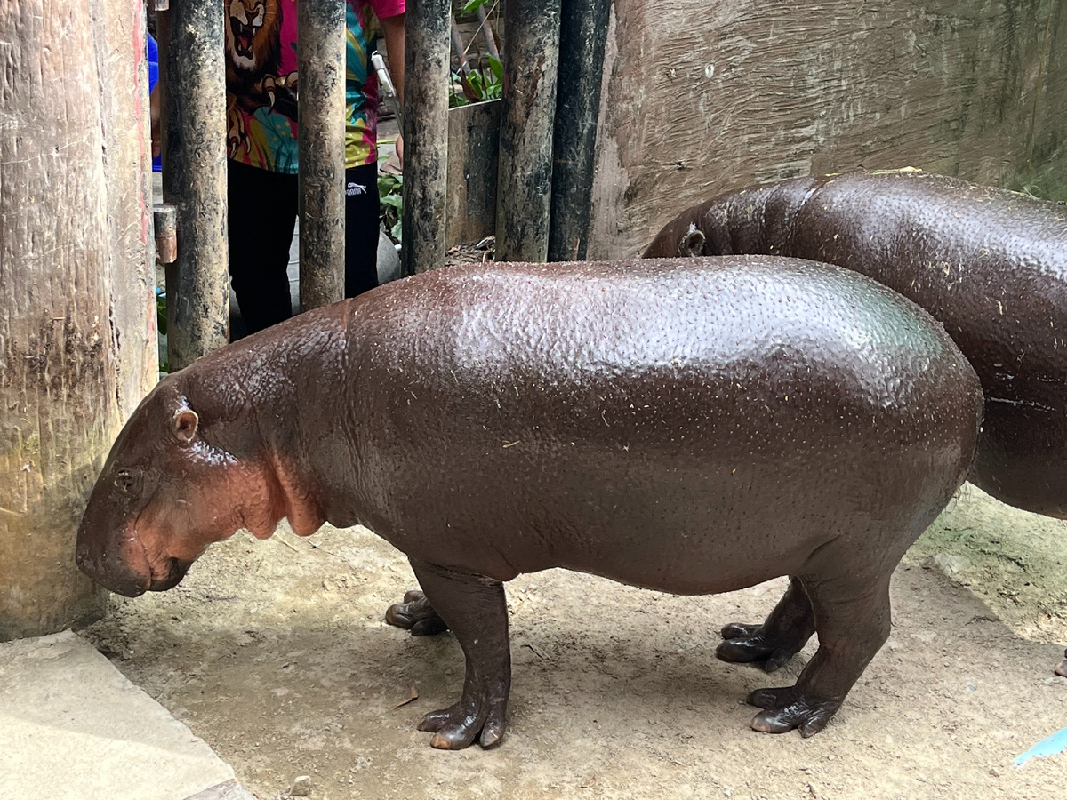 Маленький гиппопотамчик уже стал большим и толстым