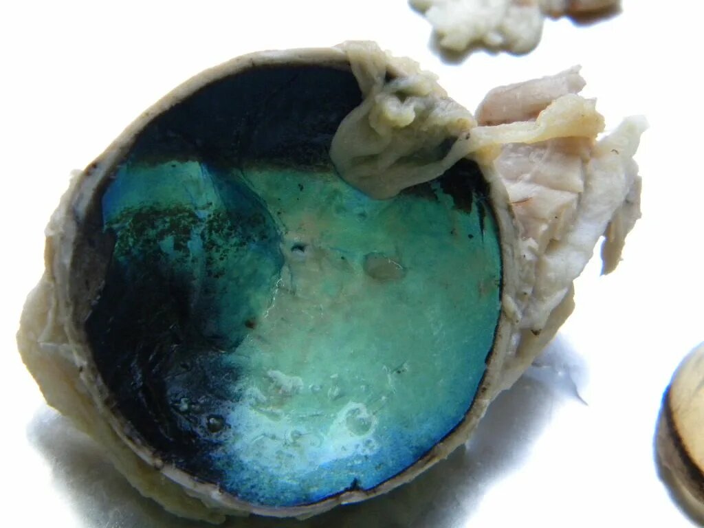 Тапетум на разрезе глаза кошки