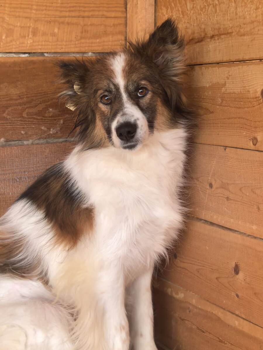 Рустик. Приехал из отлова ЦАСС. Есть кураторы.