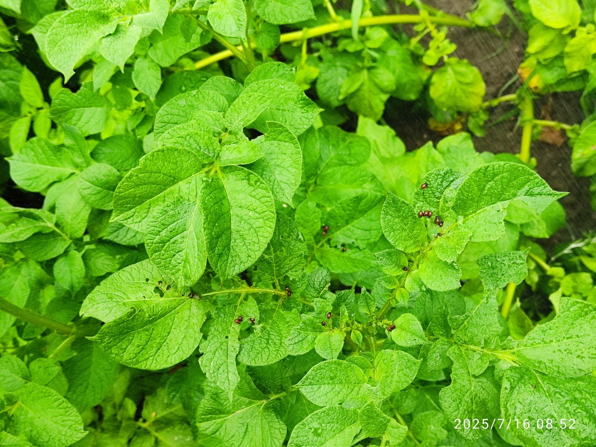    Первые колорадики замечены 16 июля