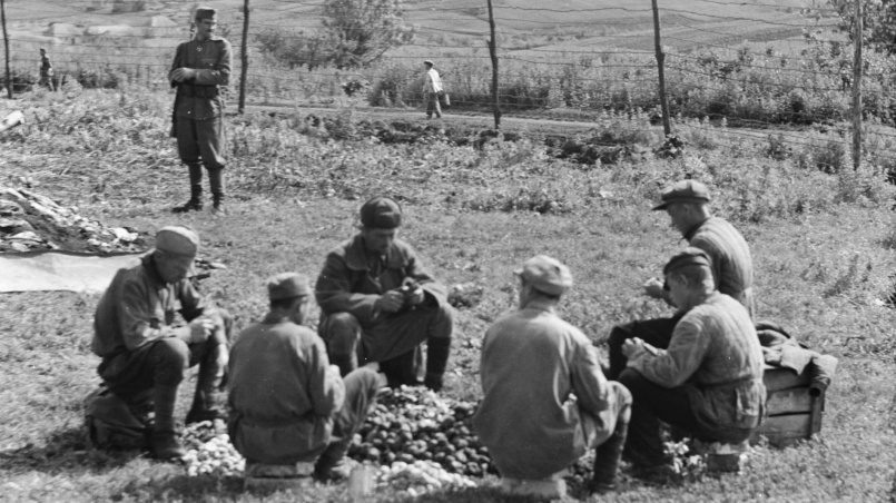 Ломал кости красноармейцам: в 1947 г. чекисты поймали на Вологодчине нацистского надзирателя «Стёпку-Картофельника»
