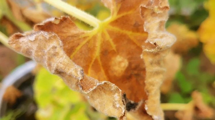    Фото: Лукьянов Дмитрий, AgroXXI.ru