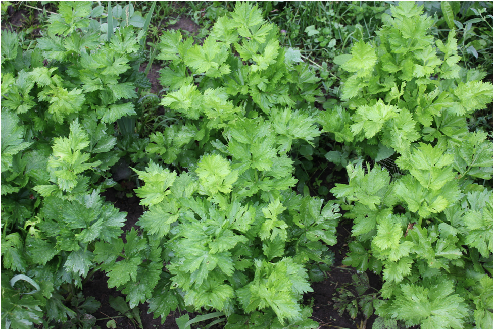 Личное фото автора.