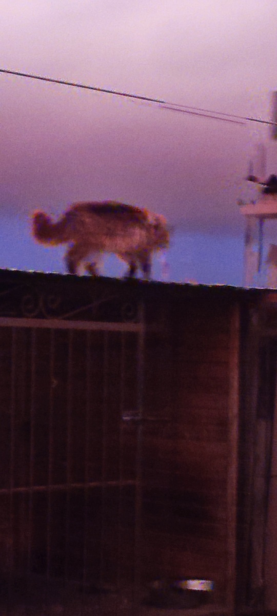 Кузя, над ним грозовые тучи.