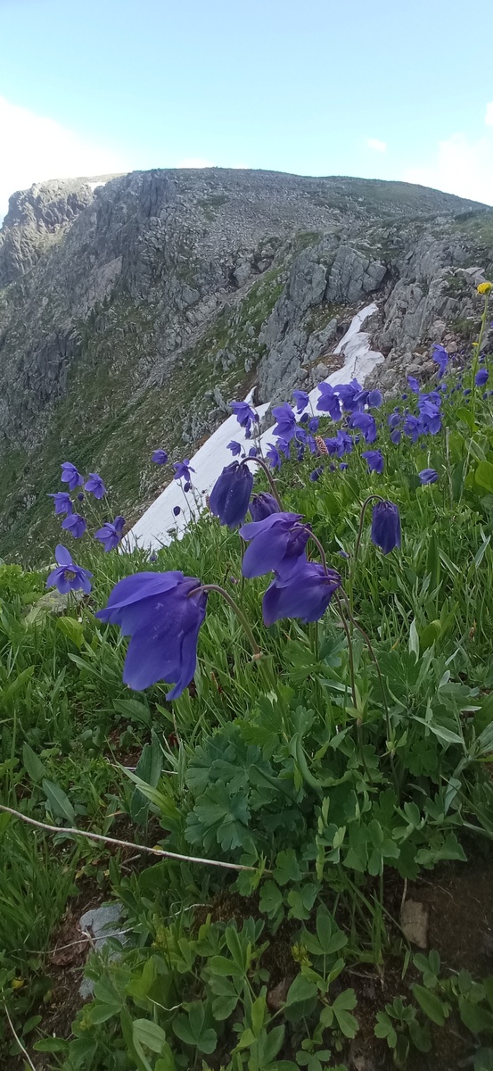 Цветы Аквилегии