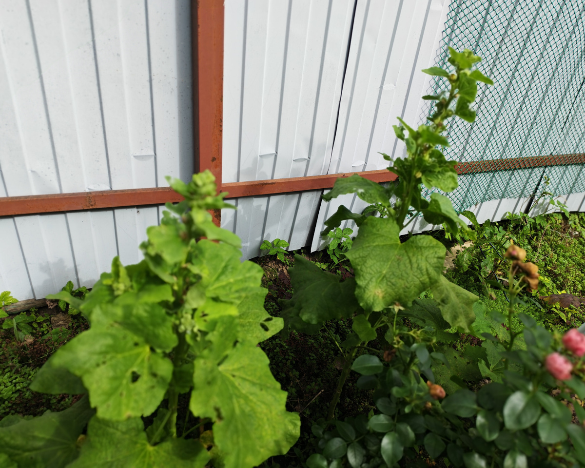 Шток-роза в конце августа. 