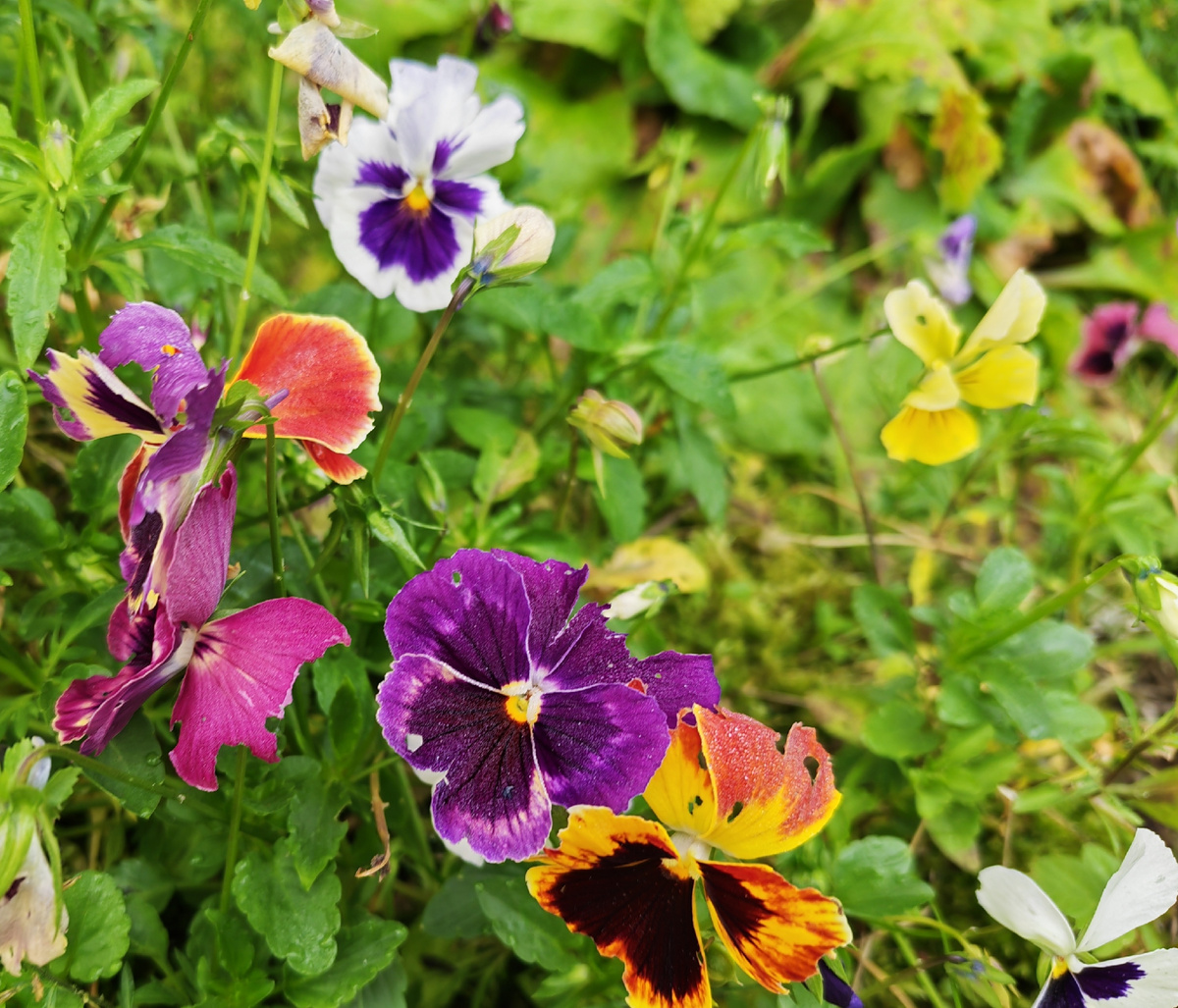 Облезлые кустики меня не обрадовали. 