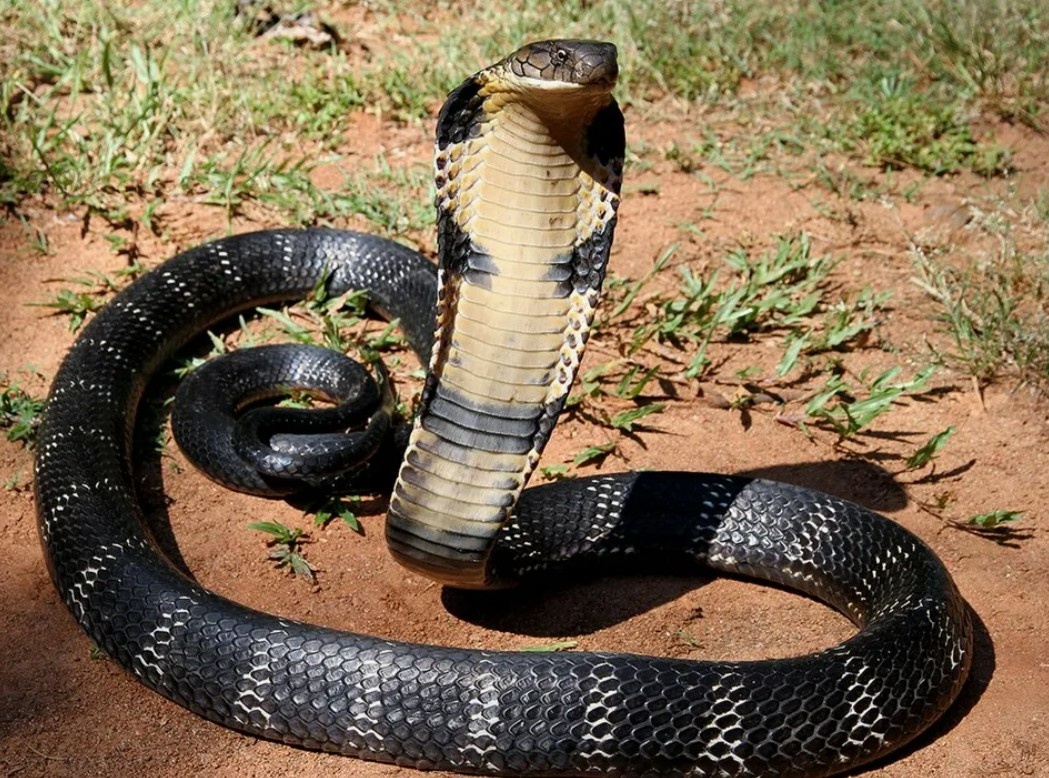 На фото: Королевская кобра - одна из самых опасных ядовитых змей мира