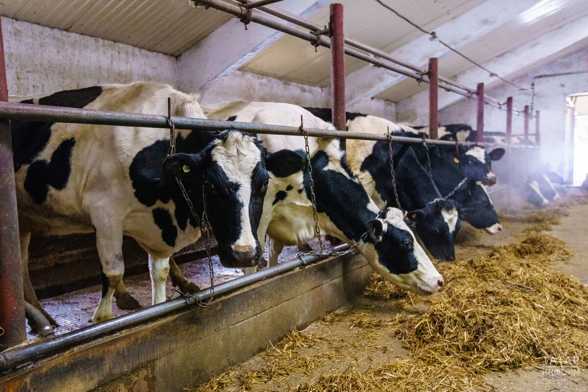 Предельный размер субсидии на строительство мини-ферм от пяти коров возрос с 300 до 500 тыс. рублей, от восьми коров – с 600 тыс. до 1 млн рублейФото: © Салават Камалетдинов / «Татар-информ»
