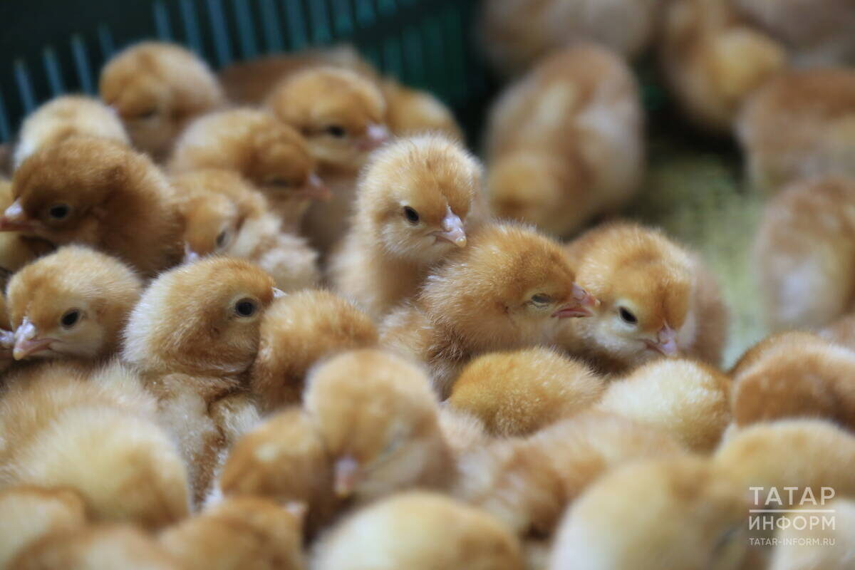 Затраты на приобретение птицы возмещаются из расчета 200 рублей на голову индейки и гуся, 120 рублей на утку и 100 рублей на цыпленка-бройлераФото: © Рамиль Гали / «Татар-информ»