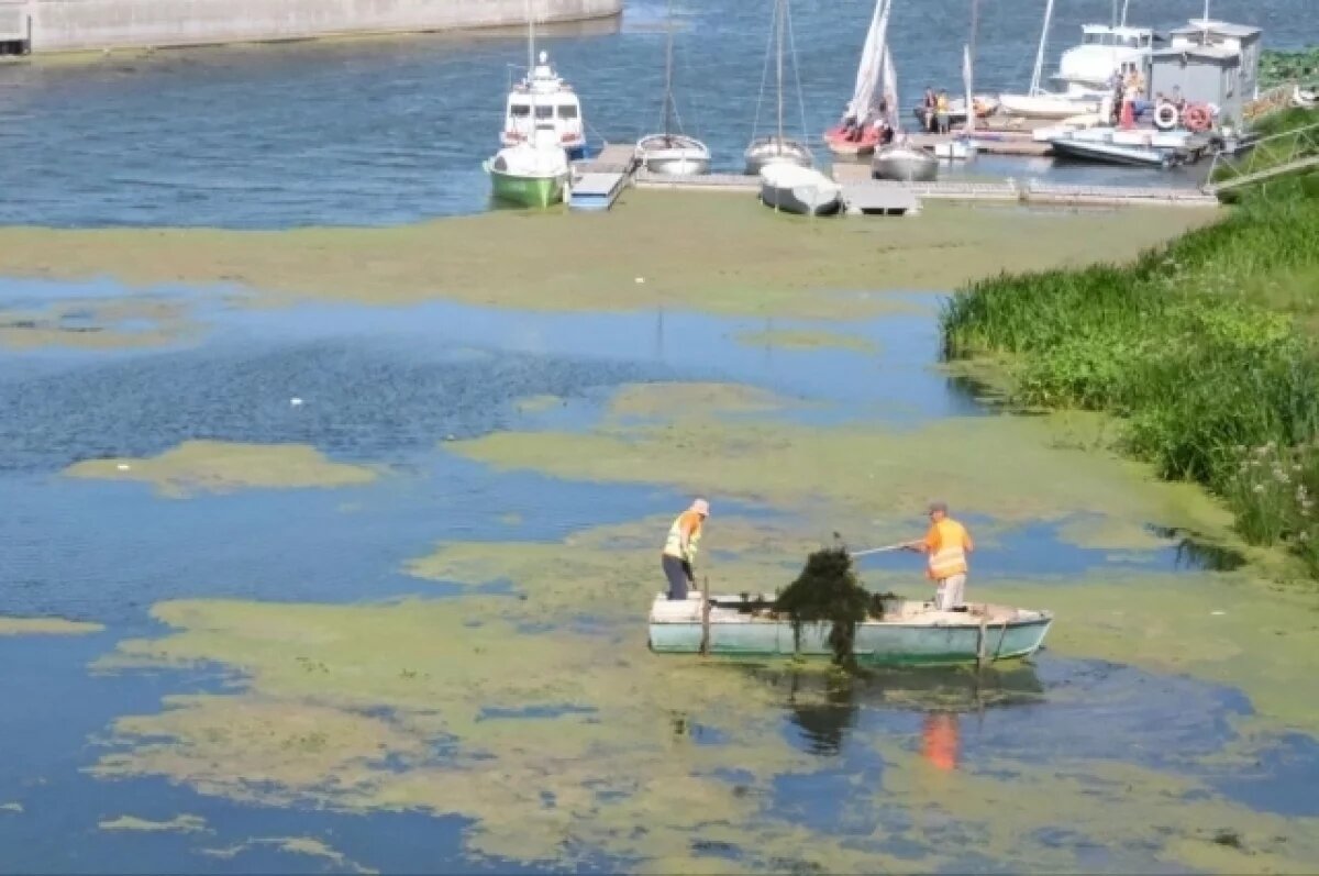    В Астрахани коммунальщики начали очищать Стрелку от водорослей
