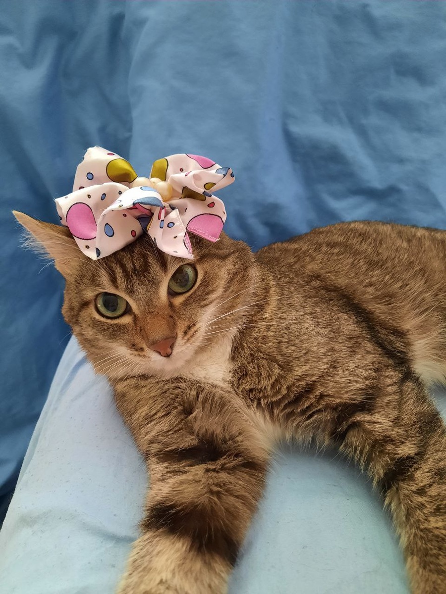 Мой россиянин кот. Фото из личного архива 