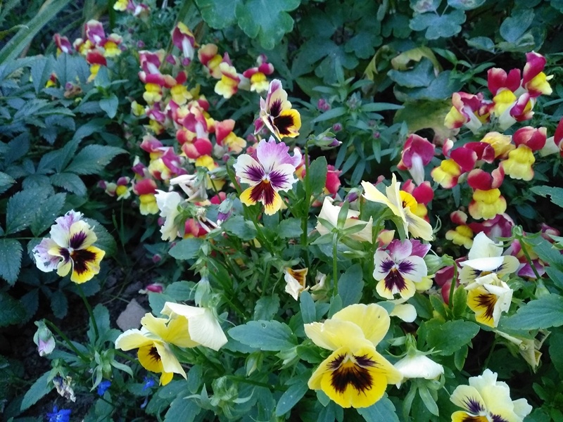 Цветение F1 львиного зева «Сперанца» вместе с анютиными глазками в августе прошлого года (2024)