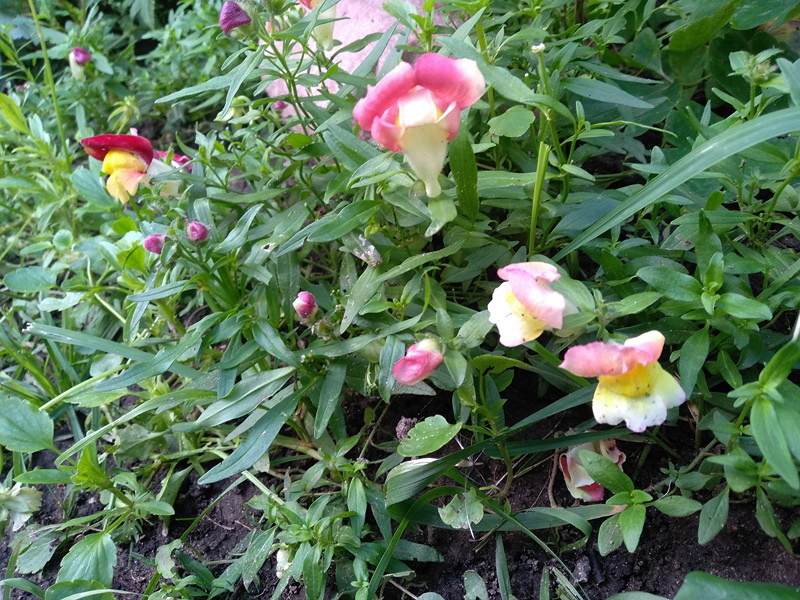 На снимке видно изменившаяся окраска у цветков 