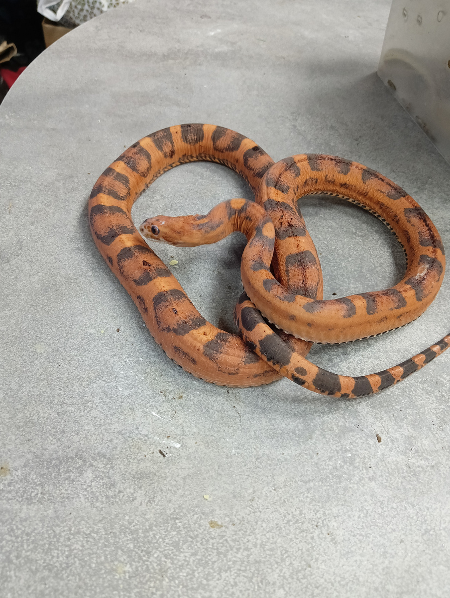 А это моя лысая змея)