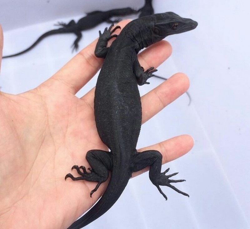 Малыш черного водяного варана (Яндекс картинки)