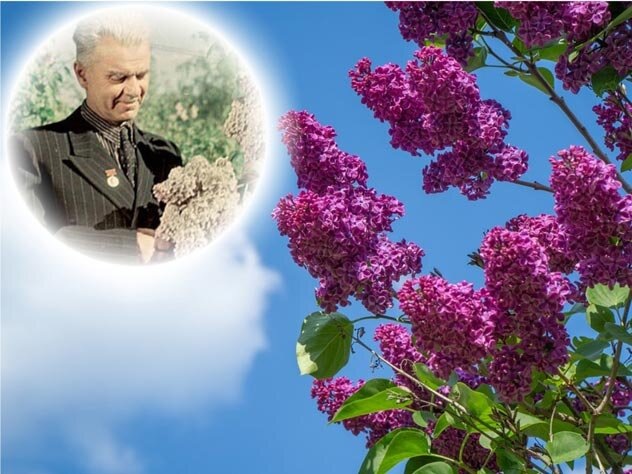 Л.А. Колесников с сиренью. На груди медаль Сталинской премии. Фото из открытых источников.