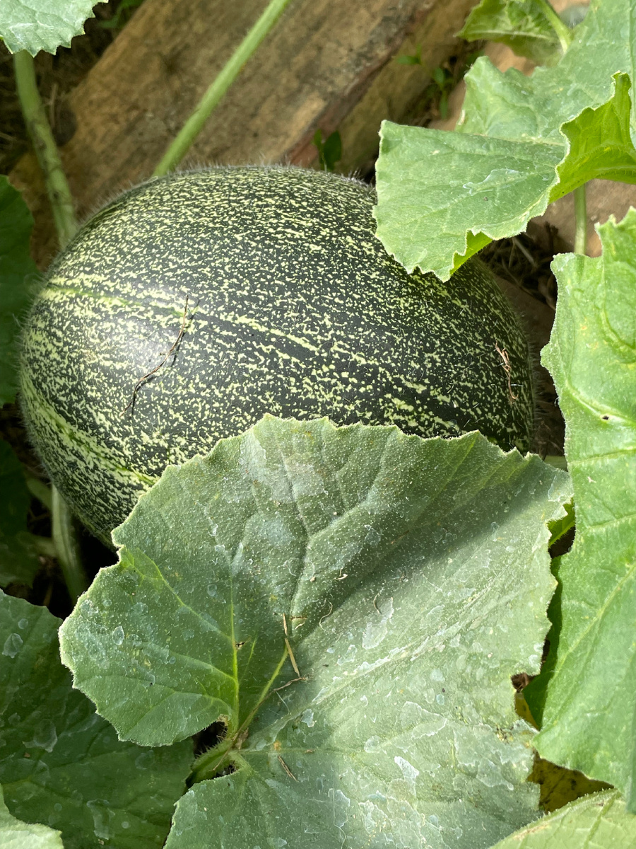 Дыня август 2025