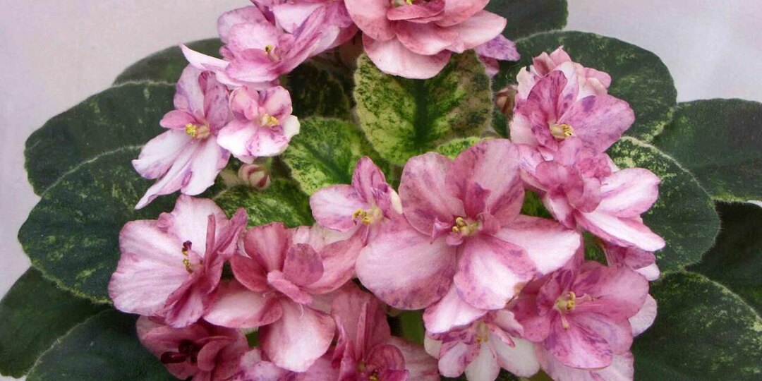 Горшки с фиалками ставят на яркий свет для появления деток через две недели