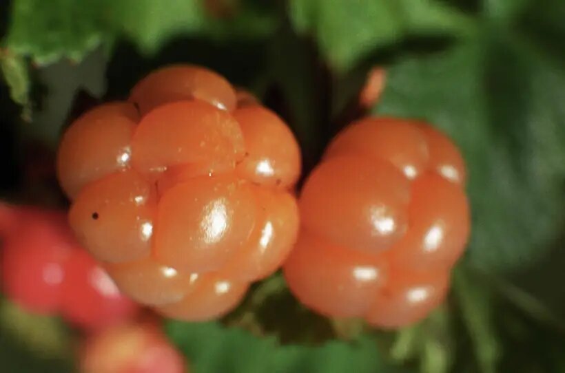     © РИА Новости. Вячеслав Бобков