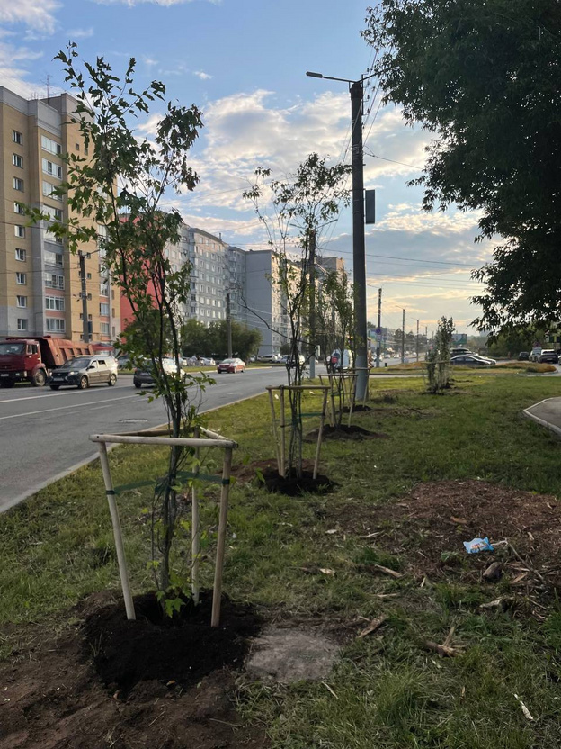    Новые деревья высадили на улицах Риммы Юровской и Анжелия Михеева