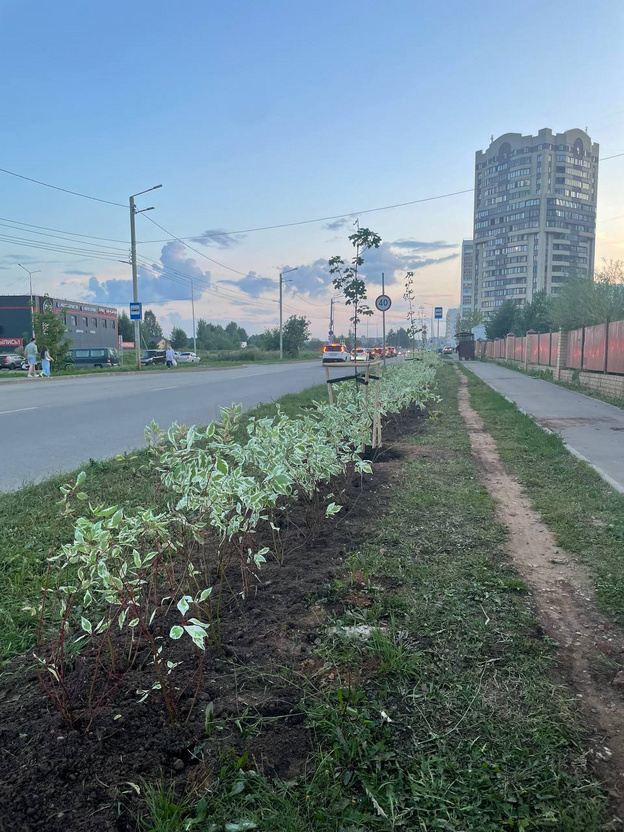    Новые деревья высадили на улицах Риммы Юровской и Анжелия Михеева