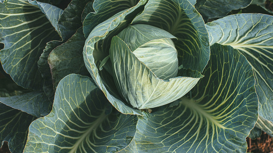 Нужно ли обрывать у капусты нижние листья и когда это делать? Советы дачникам