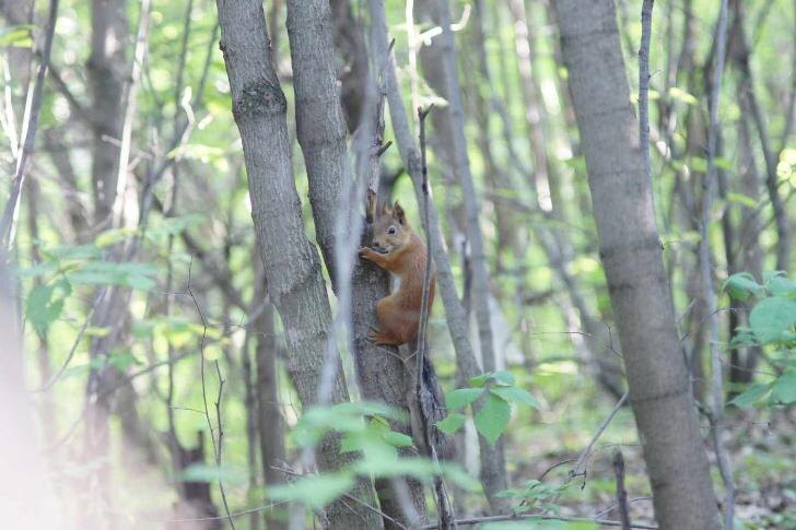    Непейцевский дендропарк. Фото взято с группы ВК «Непейцевский дендропарк г. Уфа»