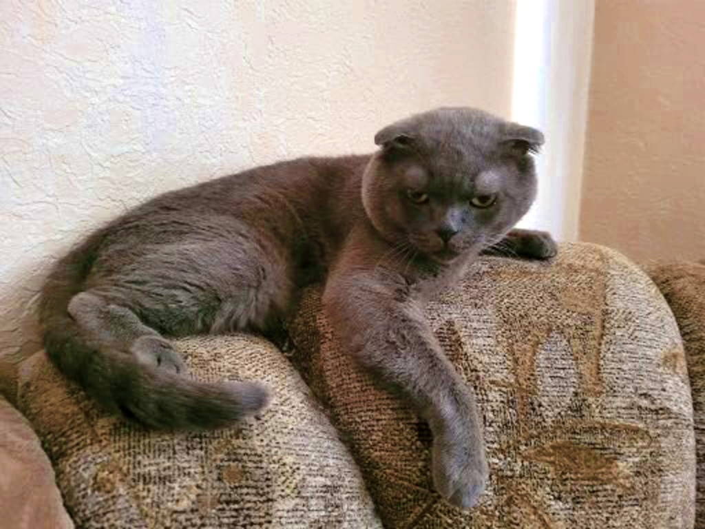 Драчун Дарс...