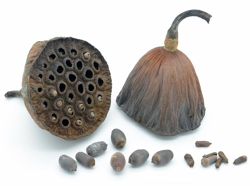 Этим семенам 1200 лет — и они всё ещё могут прорасти!