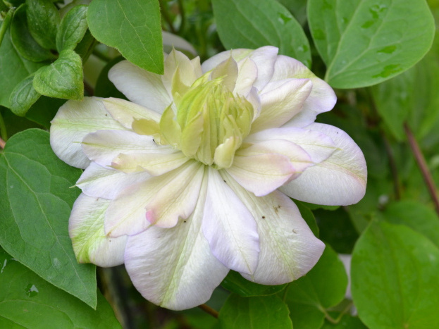 Как выбирать клематисы: 8 удачных сортов